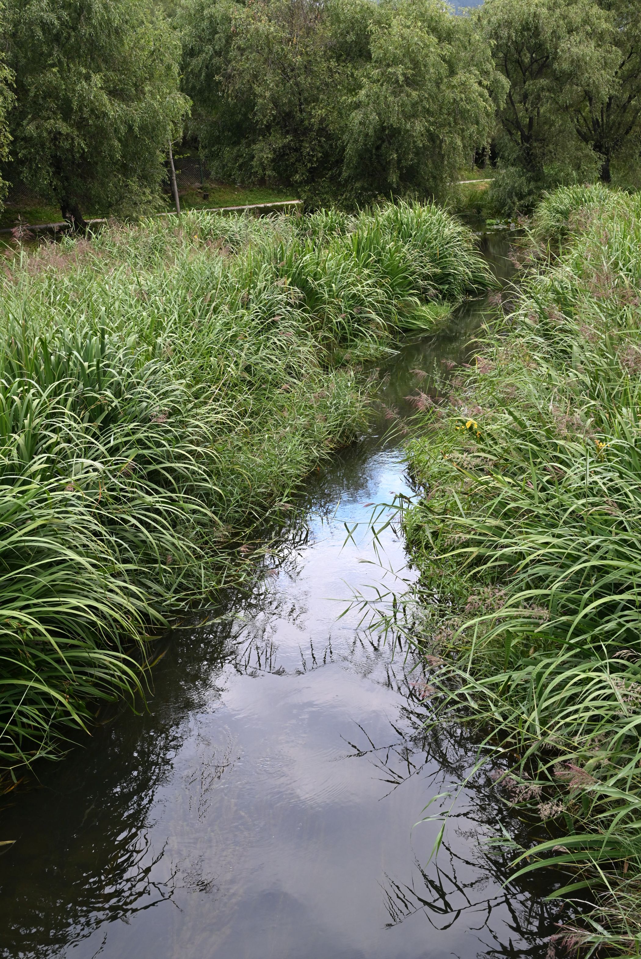 林芝市湖區景色優美,清幽小溪澗靜靜倒映着藍天白雲。