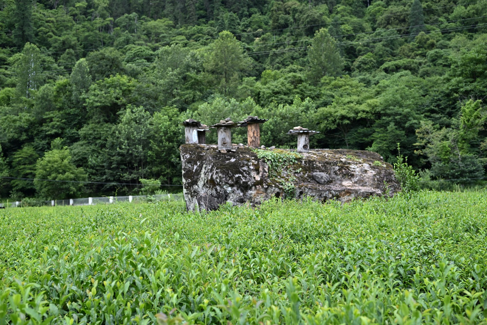 我們眼前就是蜂窩
