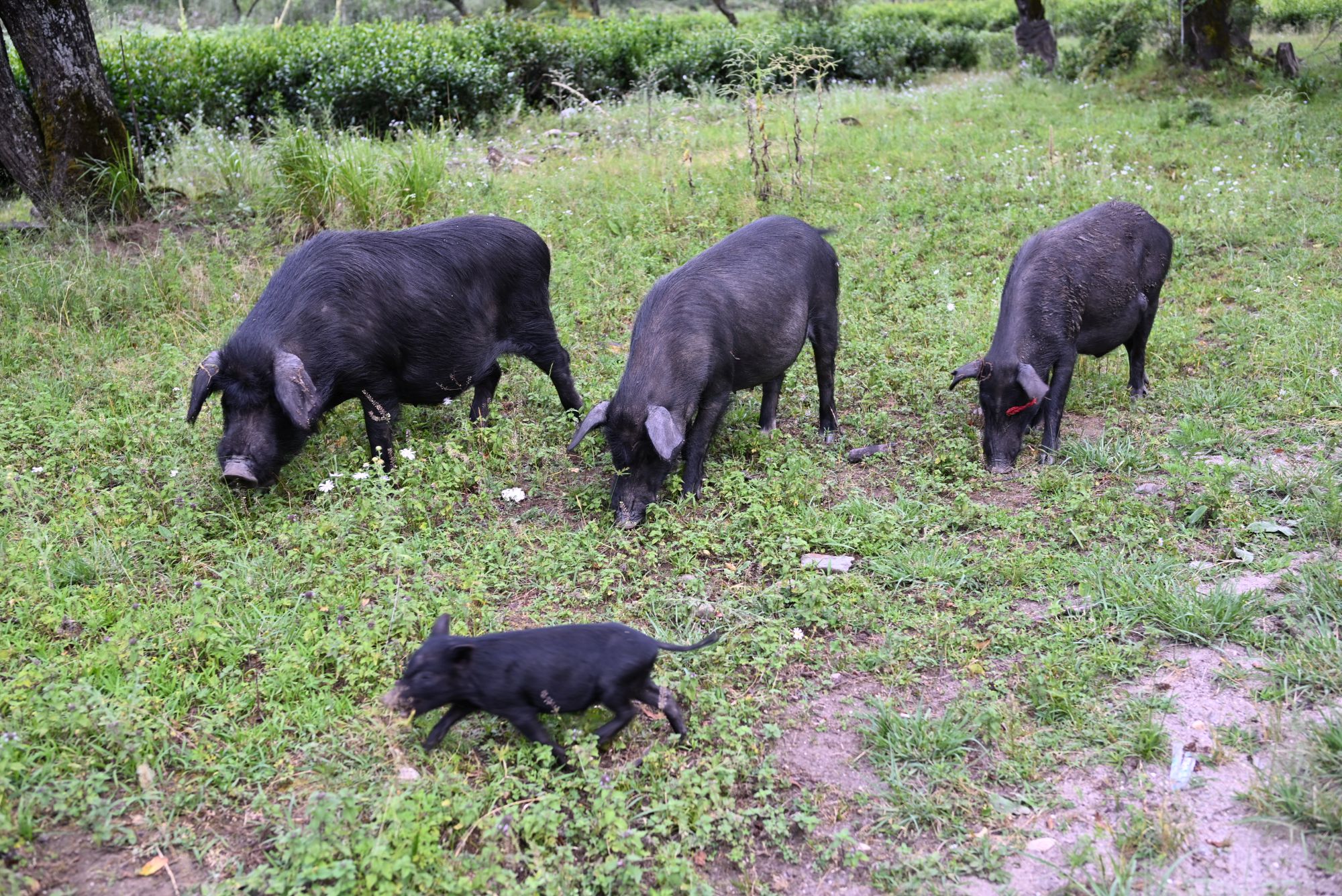 我們離開時遇到一群黑毛豬,可能最大那隻就是剛才站在紅景天身邊的豬。