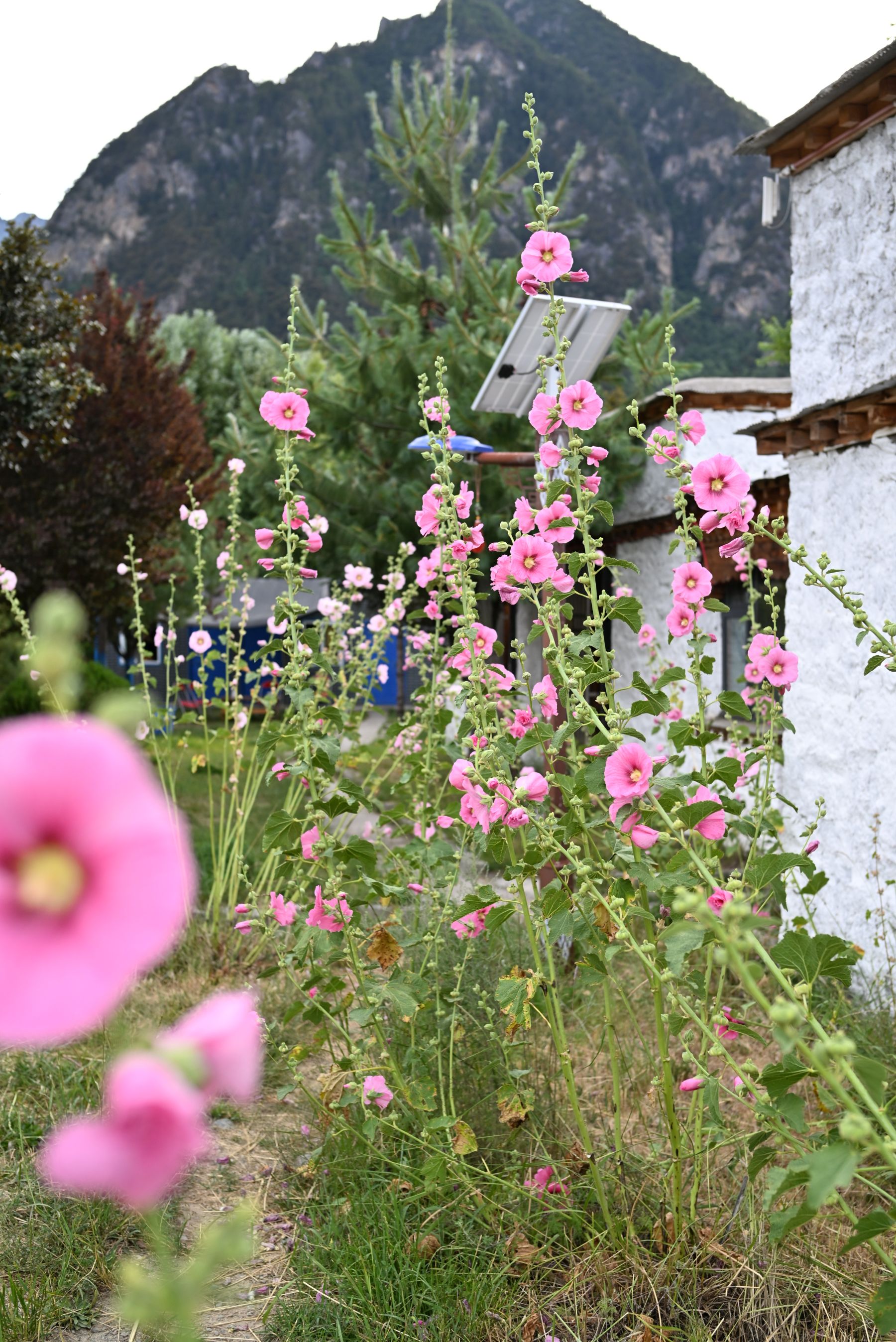 蜀葵花盛放相迎