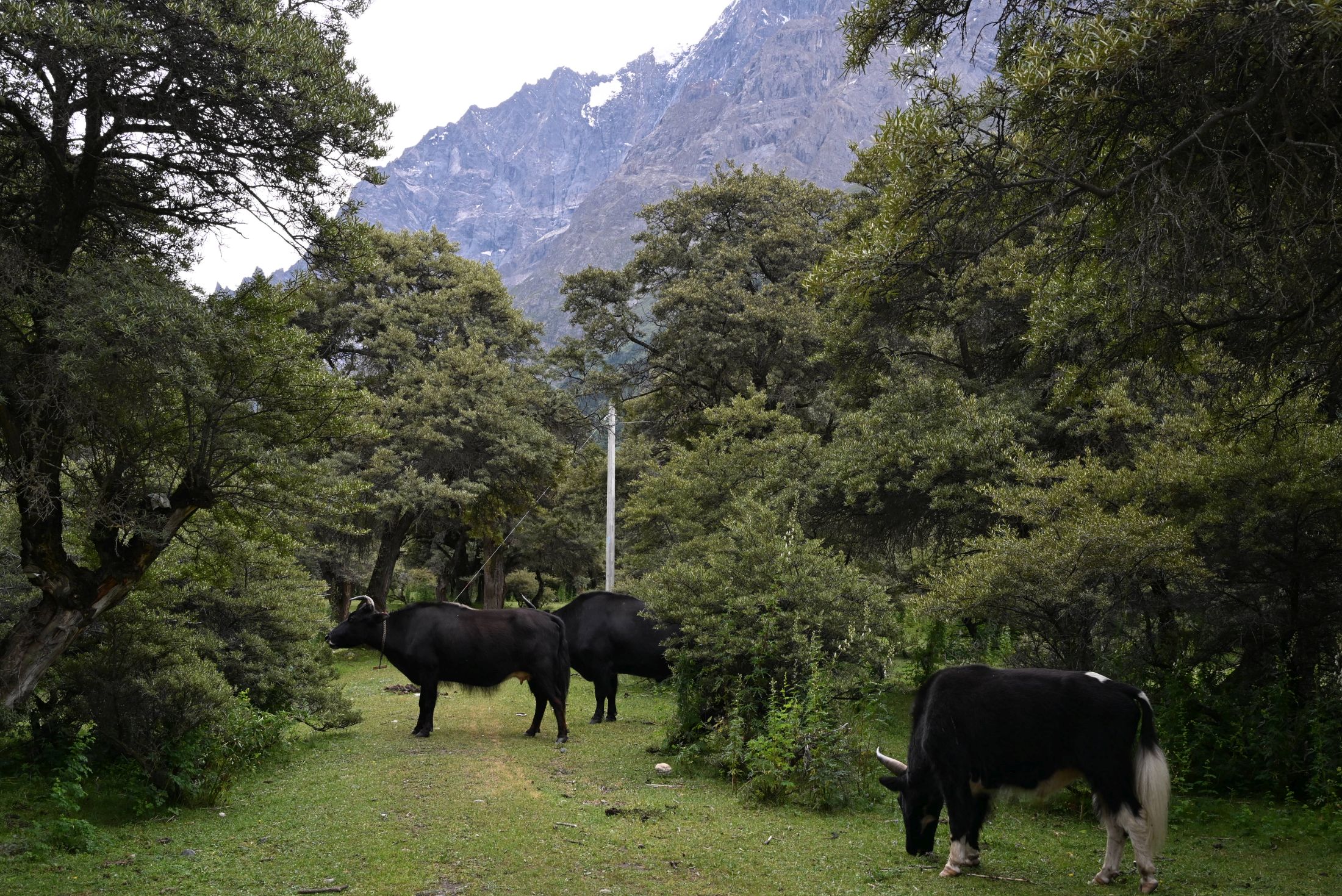 千年沙棘林牧養着很多氂牛