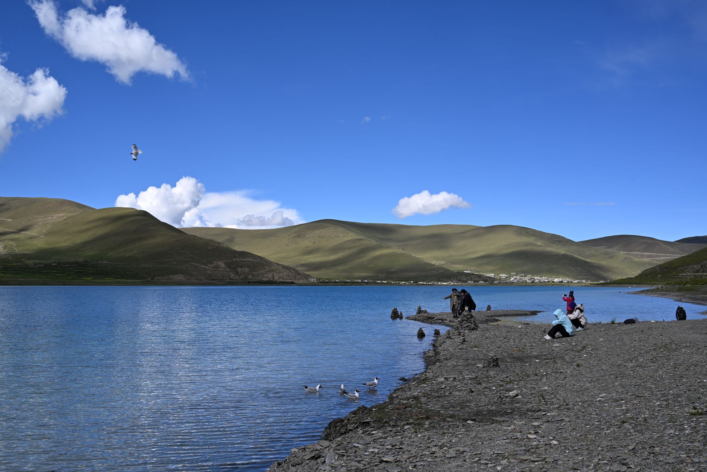 天空像藍寶石般耀眼,我們與附近一群棕頭鷗作伴賞湖。